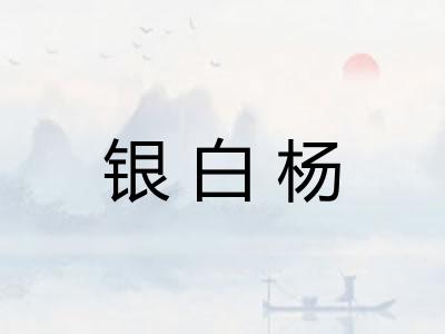 银白杨