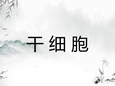 干细胞