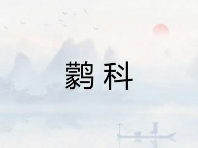 鹲科