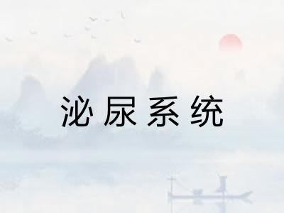 泌尿系统